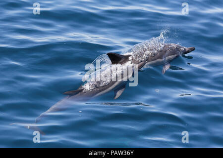 A lungo becco delfini comuni, Delphinus capensis, affiorante, Isla Danzante, BCS, Messico. Foto Stock
