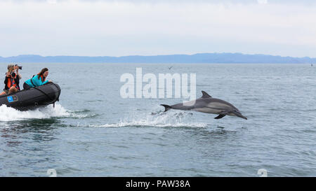 A lungo becco delfino comune, Delphinus capensis, con Zodiac, Isla San Lorenzo, BCS, Messico. Foto Stock