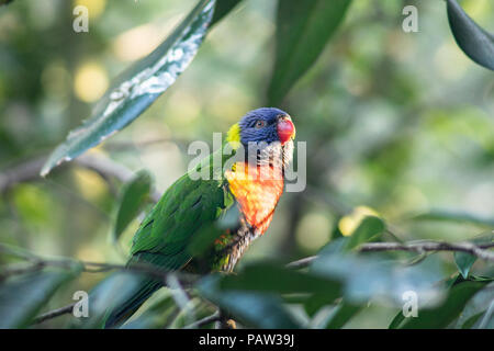 Chiudere fino in Australia verde wild rainbow Parrot o lorikeet, su un ramo di albero nella giungla Foto Stock