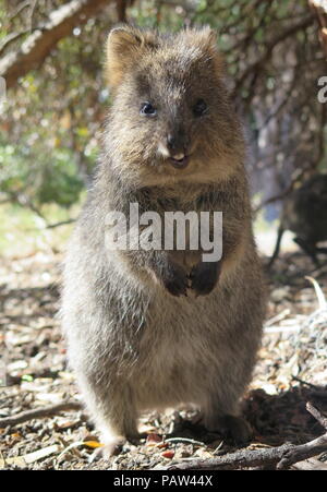 L'animale più felice sulla terra: Quokka, Setonix brachyurus sull'Isola di Rottnest, Perth, Western Australia Foto Stock