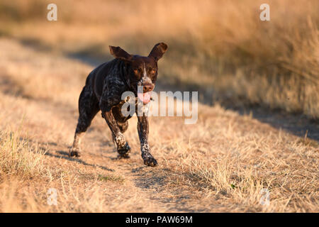 Londra, Regno Unito. 24 Maggio 2018: un tedesco Shorthaired puntatore godendo la serata calda su Wimbledon Common, Londra, Regno Unito. Credit:Ashley Western/Alamy Live News Foto Stock