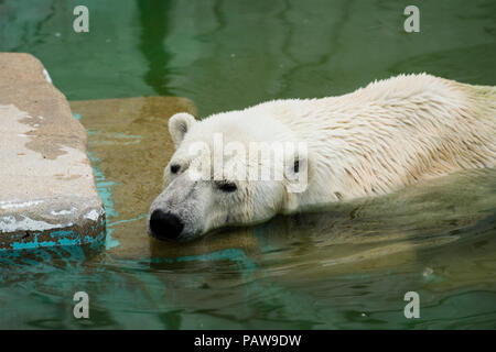 Nagoya, Giappone. Luglio 25, 2018 - un orso polare non si raffredda in acqua a Higashiyama Zoo e Giardino Botanico in Nagoya, Giappone. Alte temperature è proseguito per tutto il paese su mercoledì. La Japan Meteorological Agency ha dichiarato la costante ondata di calore di un disastro naturale, con 65 decessi segnalati nel corso della settimana passata. L'agenzia ha previsto ha continuato a temperature elevate nelle prossime settimane. Credito: Ben Weller/AFLO/Alamy Live News Foto Stock