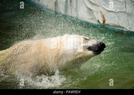 Nagoya, Giappone. Luglio 25, 2018 - un orso polare non si raffredda in acqua a Higashiyama Zoo e Giardino Botanico in Nagoya, Giappone. Alte temperature è proseguito per tutto il paese su mercoledì. La Japan Meteorological Agency ha dichiarato la costante ondata di calore di un disastro naturale, con 65 decessi segnalati nel corso della settimana passata. L'agenzia ha previsto ha continuato a temperature elevate nelle prossime settimane. Credito: Ben Weller/AFLO/Alamy Live News Foto Stock