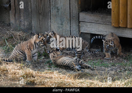 Whipsnade, UK. Il 25 luglio 2018. Quattro in via di estinzione di Amur cuccioli di tigre, nato un mese fa a ZSL Whipsnade Zoo, visto giocare al di fuori della loro den. Credito: amanda rose/Alamy Live News Foto Stock