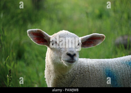 La testa e le spalle di una pecora bianca Agnello con grandi orecchie e un viso carino in un campo in primavera con il campo in erba come sfondo. Foto Stock