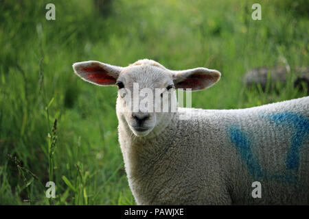 La testa e le spalle di una pecora bianca Agnello con grandi orecchie e un viso carino in un campo in primavera con il campo in erba come sfondo. Foto Stock