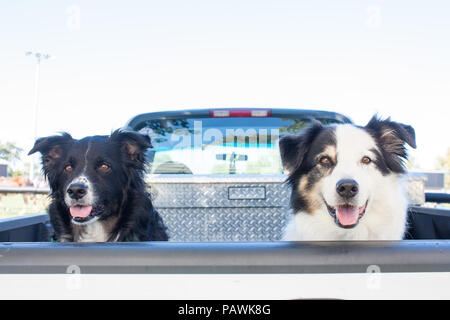 Happy Australian Shepherd cani sul retro del pick-up camion in attesa per il loro proprietario di restituire Foto Stock