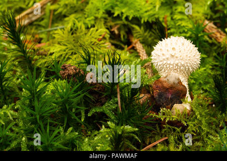 A forma di fungo presente sul terreno tra la felce e pino aghi Foto Stock