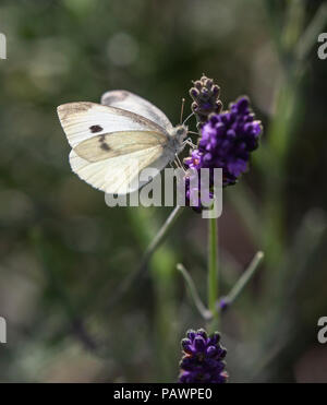 Di piccole dimensioni e di colore bianco, Butterfly Sarcococca rapae, aka piccolo cavolo bianco su un fiore di lavanda in una soleggiata giornata estiva. Foto Stock