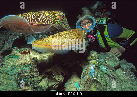 Scuba Diver orologi due Faraone Seppie (Sepia pharaonis) coniugata, Ari Atoll, Maldive Foto Stock