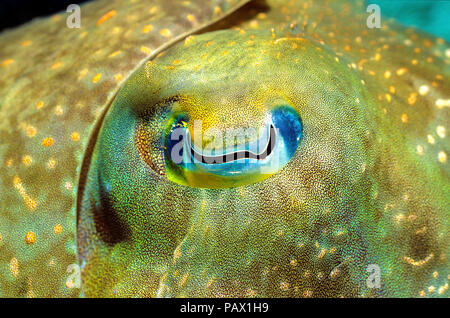 Occhio di un Broadclub Seppie (Sepia latimanus), Rabaul, Papua Nuova Guinea Foto Stock