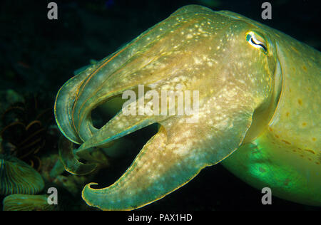 Broadclub Seppie (Sepia latimanus), ritratto, Rabaul, Papua Nuova Guinea Foto Stock