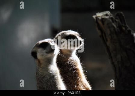 Ritratto di due meerkats guardando fuori per la loro famiglia Foto Stock