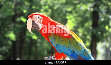 Close up. red macaw parrot su sfondo sfocato Foto Stock