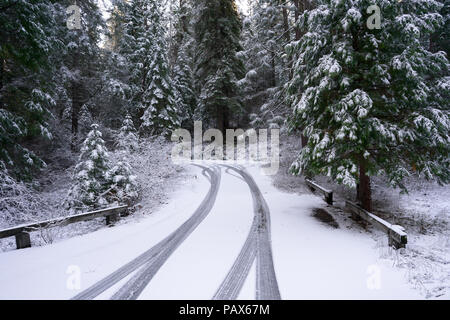 Carrello tracce di pneumatici nella foresta su una montagna innevata road - Parco Nazionale di Yosemite Foto Stock