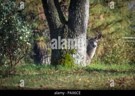 Cervo femmina a nascondere e inserimenti della testa fuori da dietro una grande quercia nel Parco Nazionale di Yosemite Foto Stock