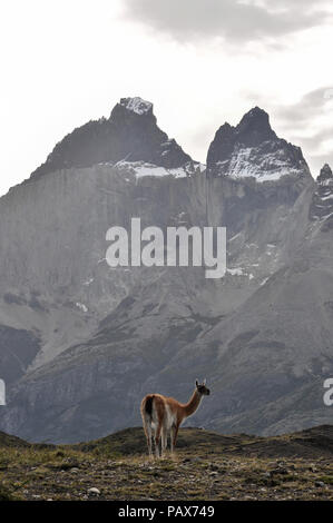 Guanaco (Lama guanicoe) al parco nazionale di Torres del Paine Foto Stock