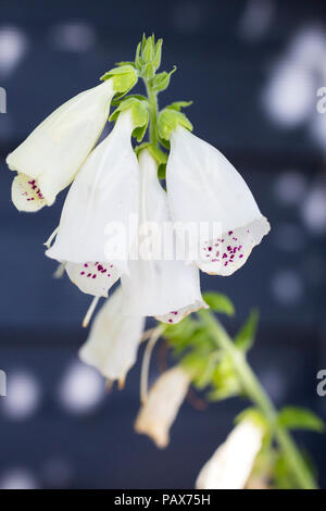 Digitalis purpurea " Pam's Choice' Foto Stock