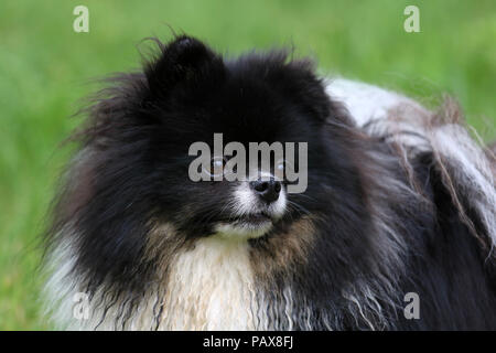 Un simpatico cane di Pomerania godendo di una passeggiata nel verde di un campo. Foto Stock