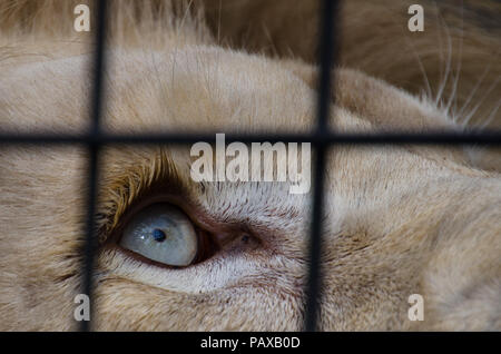 Close up di leone femmina cercando attraverso la recinzione a gabbia - zoo. Foto Stock