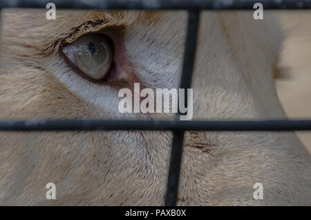 Close up di leone femmina guardando fuori attraverso la recinzione a gabbia - zoo. Foto Stock