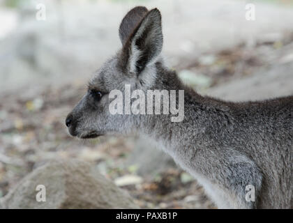 Close up di giovani orientale Canguro grigio ritratto. Vista laterale della testa e del giovane pilota australiano canguro. Foto Stock