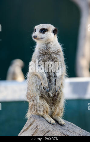 Meerkat sorge in guardia guarda sulla parte superiore del registro. Foto Stock