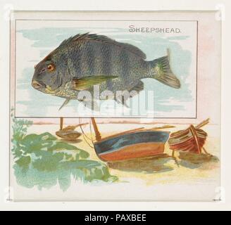 Sheepshead, pesci provenienti da acque americane serie (N39) per Allen & Ginter sigarette. Dimensioni: foglio: 2 7/8 x 3 1/4 in. (7,3 x 8,3 cm). Litografo: Litografia dal Lindner, Eddy & Claus (American, New York). Editore: Rilasciato da Allen & Ginter (American, Richmond, Virginia). Data: 1889. Scambio di carte da "pesce dalle acque americane' serie (N39), rilasciato nel 1889 in un set di 50 schede per promuovere Allen & Ginter marca di sigarette. Museo: Metropolitan Museum of Art di New York, Stati Uniti d'America. Foto Stock