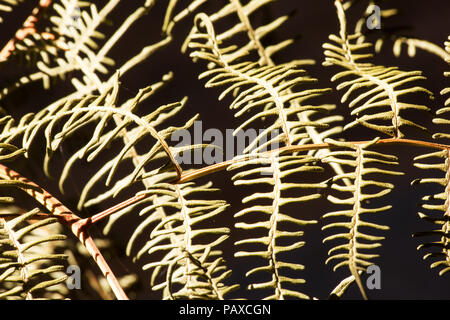 Fronde di felce su sfondo scuro Foto Stock