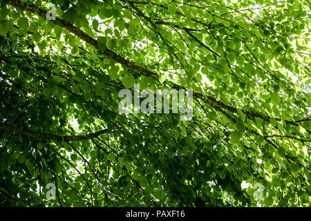 Il foliated rami di Giuda-tree, (circis siliquastrum), visto qui all'altezza dell'estate in Galles. Foto Stock