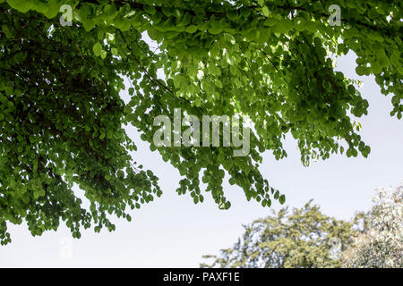 Il foliated rami di Giuda-tree, (circis siliquastrum), visto qui all'altezza dell'estate in Galles. Foto Stock