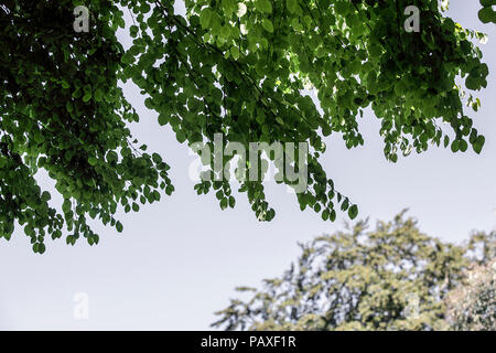 Il foliated rami di Giuda-tree, (circis siliquastrum), visto qui all'altezza dell'estate in Galles. Foto Stock