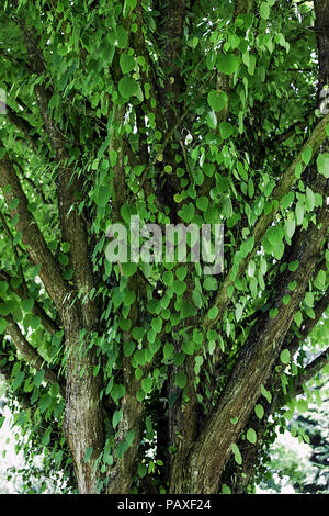 Il foliated rami di Giuda-tree, (circis siliquastrum), visto qui all'altezza dell'estate in Galles. Foto Stock