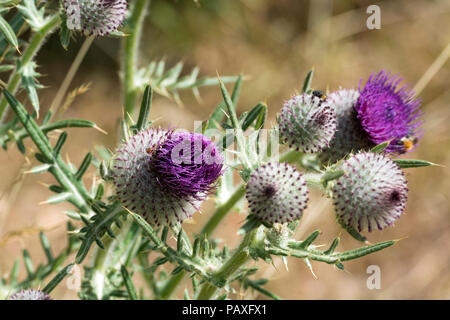 Lanosi Thistle (Cirsium eriophorum), Warwickshire, Regno Unito Foto Stock