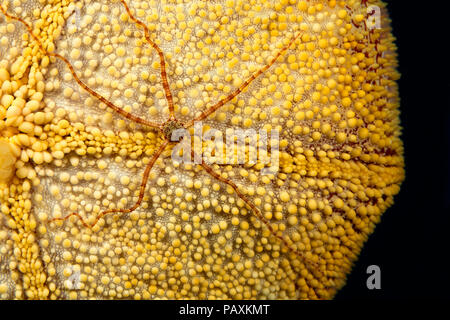 Un lungo braccio stella fragile, Ophionereis porrecta, sulla superficie ondulata di un cuscino di stelle marine Culcita novaeguineae, Hawaii. Foto Stock