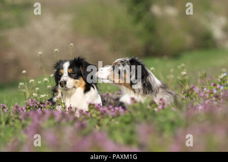 Mili e Nala miniatura pastori australiani Foto Stock