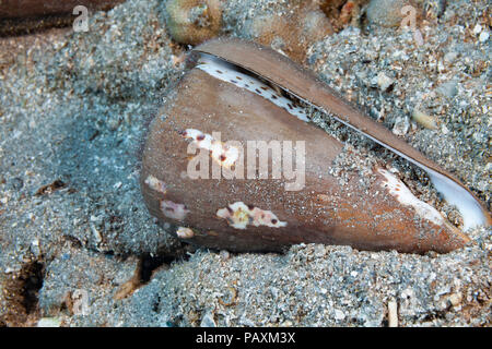 Il cono di leopard, Conus da leopardo, è una comune e intercotidali shallow subtidal specie nelle Hawaii. Le macchie che danno il nome sono per la maggior parte coperta Foto Stock