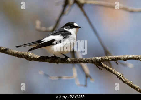 Atlas Pied Flycatcher (Ficedula speculigera), maschio adulto appollaiato su un ramo Foto Stock