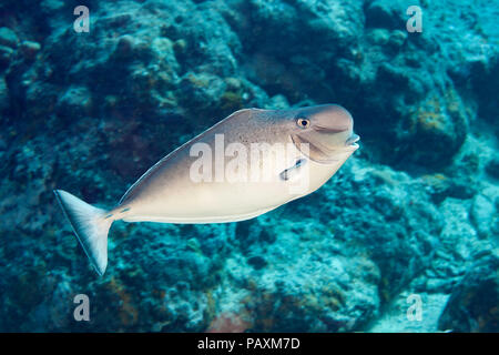 Il humpnose unicornfish, Naso tuberosus, è raro e può arrivare fino a 60cm in lunghezza, Yap, Micronesia. Foto Stock