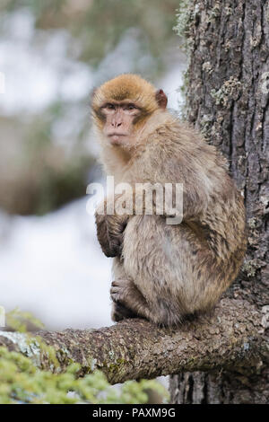 Barbary Macaque (Macaca sylvanus), immaturi seduti su un cedro del Libano di filiali Foto Stock