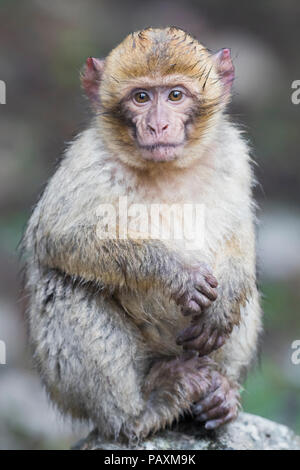 Barbary Macaque (Macaca sylvanus), bambino seduto su una roccia Foto Stock
