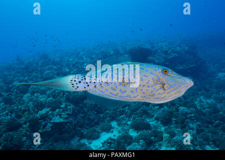 Il scrawled filefish, Aluterus scriptus, può essere trovato singolarmente e in piccoli gruppi, vicino alla barriera corallina e anche in mare aperto, Hawaii. Foto Stock