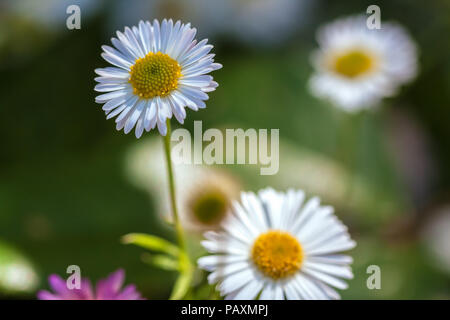 Santa Barbara daisy (Erigeron karvinskianus), San Francisco, California, Stati Uniti. Foto Stock