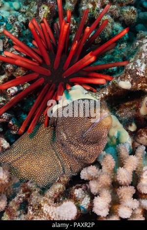 Whitemouth murene, Gymnothorax meleagris, e matite di ardesia ricci di mare, Heterocentrotus mammillatus, Hawaii. Foto Stock