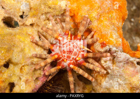 I dieci-rigato urchin, Eucidaris metularia, si nasconde sotto le rocce durante il giorno ed è solo un pollice attraverso, non contando i dorsi, Hawaii. Foto Stock