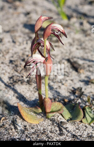 Becchi rosso Foto Stock