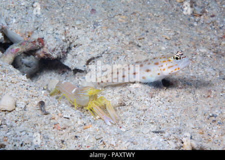 Lo zafferano gamberi-ghiozzo, Ctenogobiops crocineus, che vivono in simbiosi con un cieco di scatto di gamberi Alpheus ochrostriatus. Come illustrato qui, Foto Stock