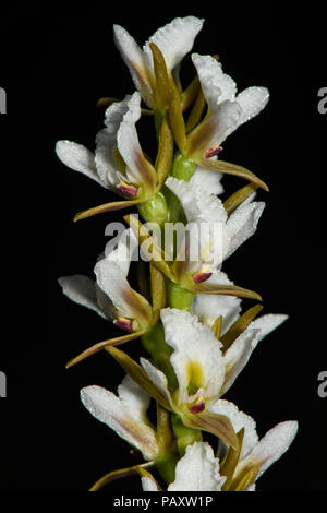 Porro densa di fiori di orchidea Foto Stock