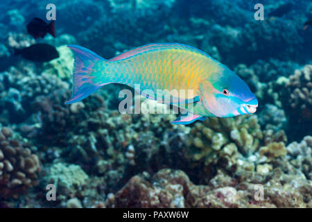 Il terminale o la fase finale di un palenose pesci pappagallo, Scarus psittacus, Hawaii. Foto Stock