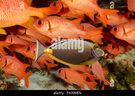 Questa femmina orangespine unicornfish, Naso lituratus, è un membro della famiglia surgeonfish, Hawaii. Foto Stock